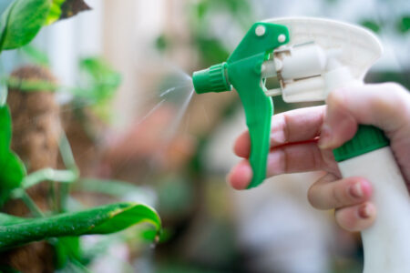 How to Clean Houseplants Image